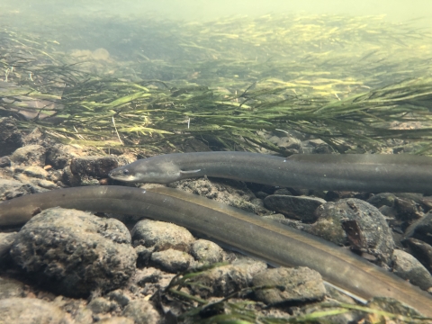 two American eels swimming on a river bottom with rocks and plants