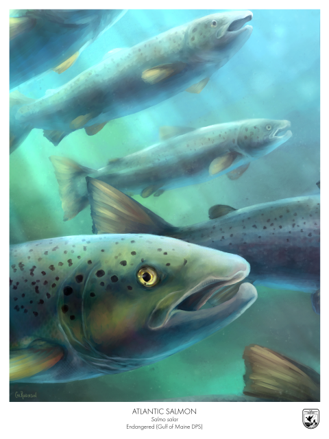 a painting featuring multiple atlantic salmon swimming through the water with one close to the viewer