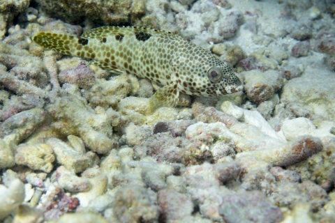 Grouper resting on coral