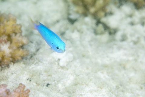 Tropical fish swimming along reef