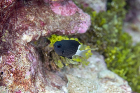 Tropical fish swimming around coral