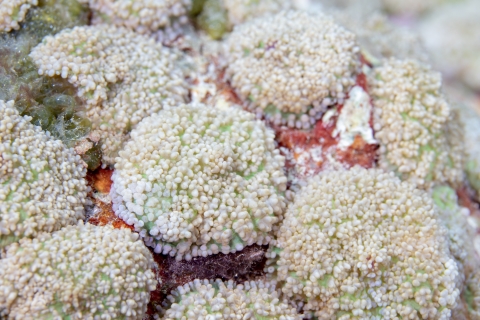 Coral covered in invasive corallimorph