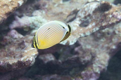 Tropical fish swimming along the coral reef