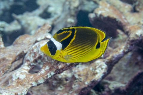 Tropical fish swimming around coral reef