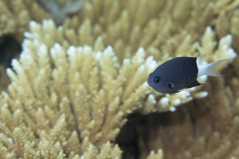 Tropical fish amongst the coral reef