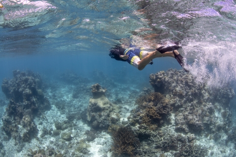 Snorkeler searching for invasive starfish