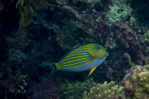 Tropical fish hovering around the coral