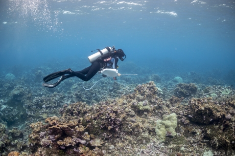 Scientific diver searches for invasive starfish