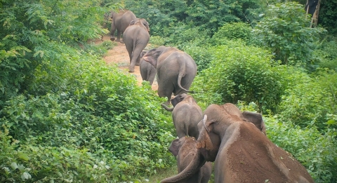 A line of elephants walking along a trail through the forest