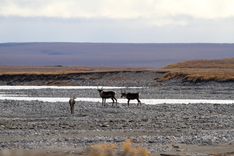 three caribou on a gravel bar with fall colored hills in the background