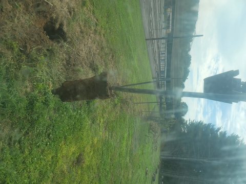 Hatchery fence demolition, ripping out flattened/totaled chainlink and poles