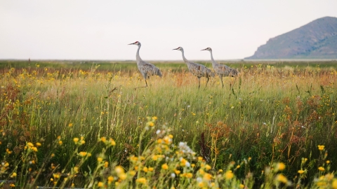 Three sandhill cranes walk across a colorful grassland. A rocky mountain is in the background to the right.