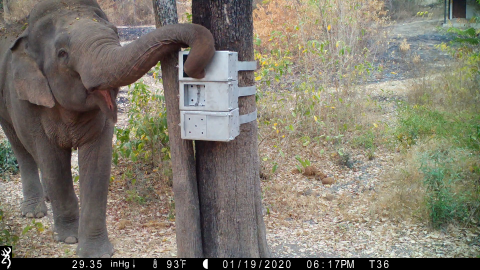 An elephant uses its trunk to reach into a metal box strapped onto a tree
