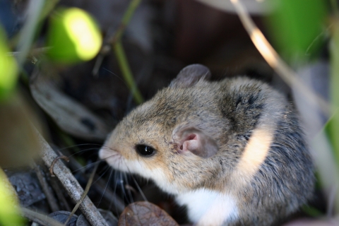 A Southeastern beach mouse hides in the grass.