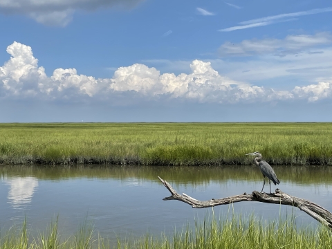 Great Blue Heron on a log overlooking salt marsh