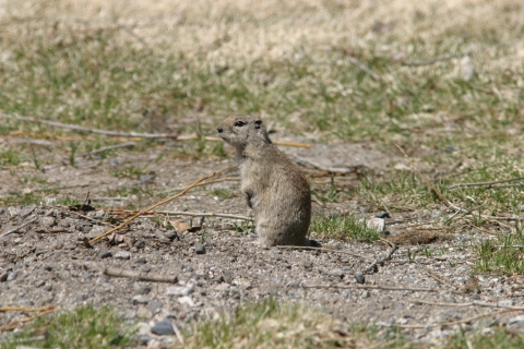 A small squirrel like mammal sitting on the ground surrounded by bits of green and yellow grass.