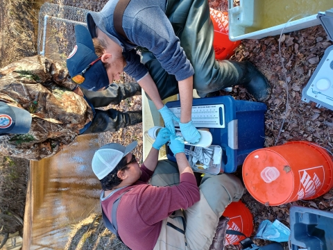 Three researchers in waders collecting fin clips from river herring on the banks of a stream. 