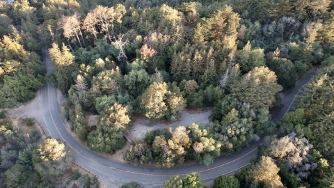 Aerial view of a forest
