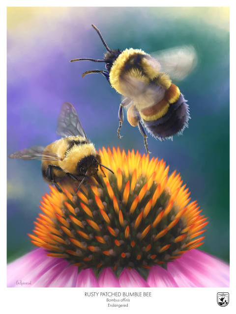 two rusty patched bumble bees hover over a pink and yellow coneflower