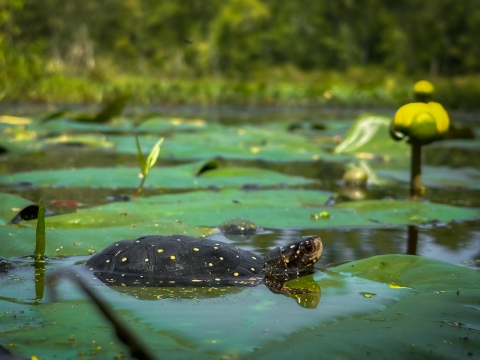 Returning turtles to the wild | U.S. Fish & Wildlife Service