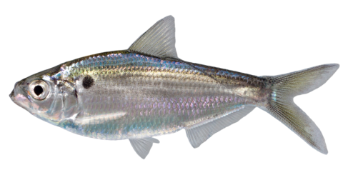 Threadfin Shad with white background