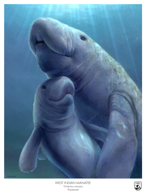 a painting of two manatees, a mother and a calf, swimming through the ocean.