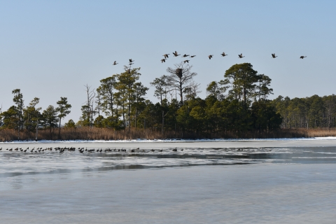 snowy wetland area with geese flying in the air and standing on ice