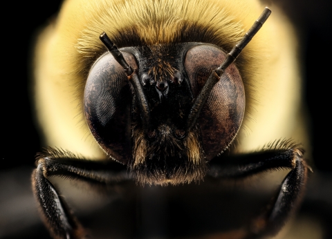Close up of a male Southern Plains Bumble Bee face