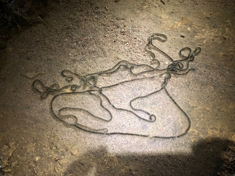 A strand of toad eggs 