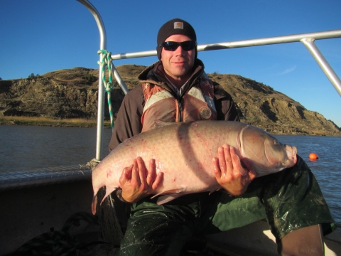 A staff member holds a large bigmouth buffalo