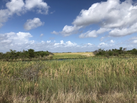 A body of water surrounded by vegetation