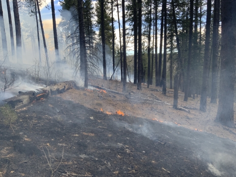 A plot of land burning in a forest
