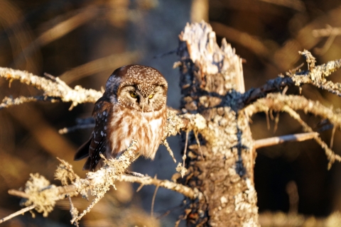 Boreal owl perched in a tree