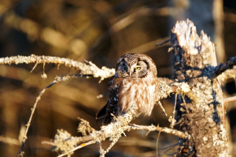 Boreal owl perched in a tree