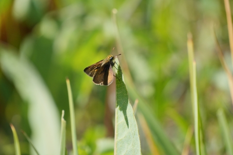 Dun skipper (Euphyes vestris) resting on a green leaf.