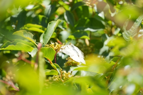 Clodius Parnassian (Parnassius clodius) flying into a thicket of green vegetation.