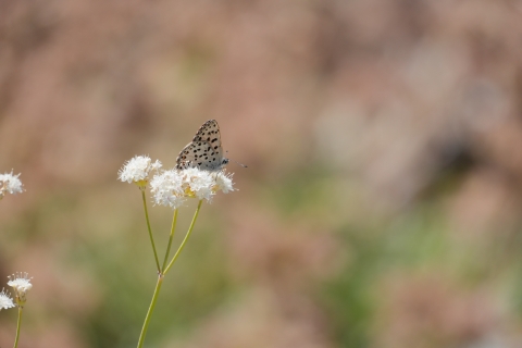 Gorgon Copper (Lycaena gorgon) resting on a white flower.
