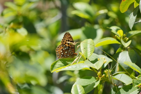 Zerene Fritillary (Speyeria zerene) resting on a green leaf.