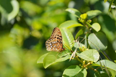 Zerene Fritillary (Speyeria zerene) resting on a green leaf.