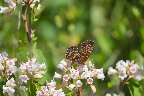 Northern Checkerspot (Chlosyne palla) feeding from a light pink flower.