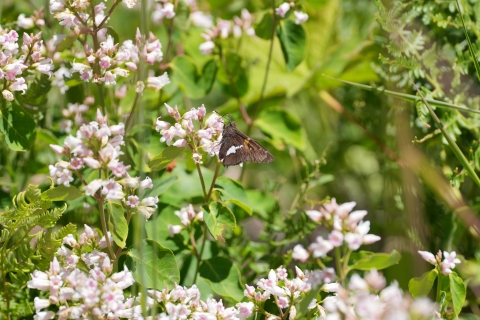 Silver-spotted Skipper (Epargyreus clarus) feeding from a light pink flower.