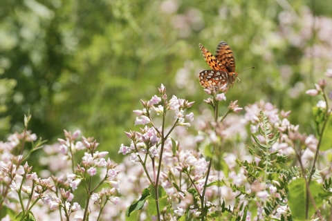 Coronis Fritillary (Speyeria coronis) flying towards pink flowers.