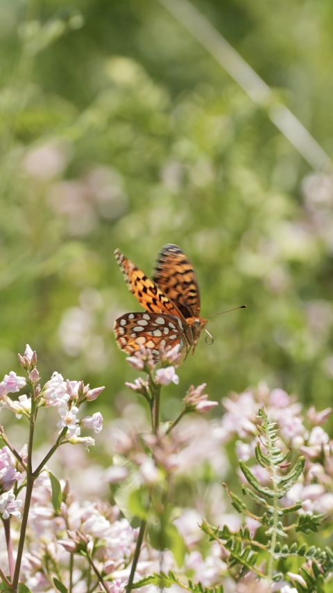 Coronis Fritillary (Speyeria coronis) flying towards light pink flowers.