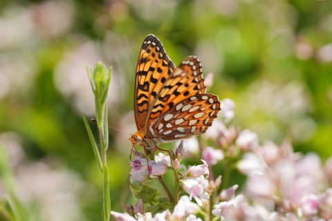 Coronis Fritillary (Speyeria coronis) feeding from a pink flower.