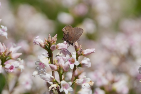 Brown Elfin (Callophrys augustinus) feeding from a light pink flower.