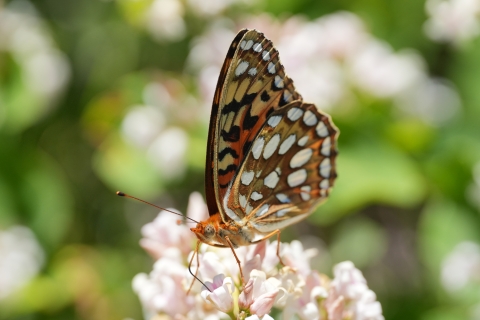 Coronis Fritillary (Speyeria coronis) feeding from a white flower.