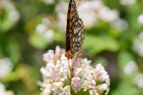 Front view of Coronis Fritillary (Speyeria coronis) feeding from a small white flower.