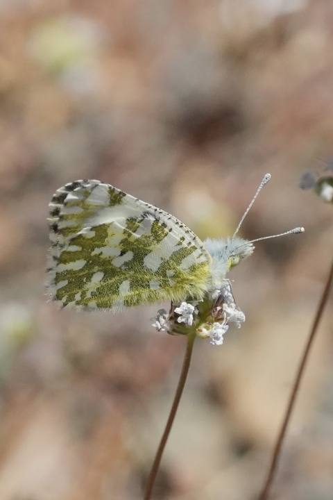 California Marble (Euchloe hyantis) resting on top of minute white flowers.