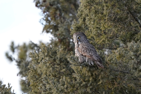 Great gray owl perched in a tree
