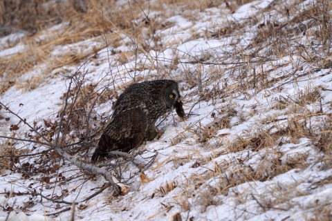 A great gray owl with a vole in its mouth